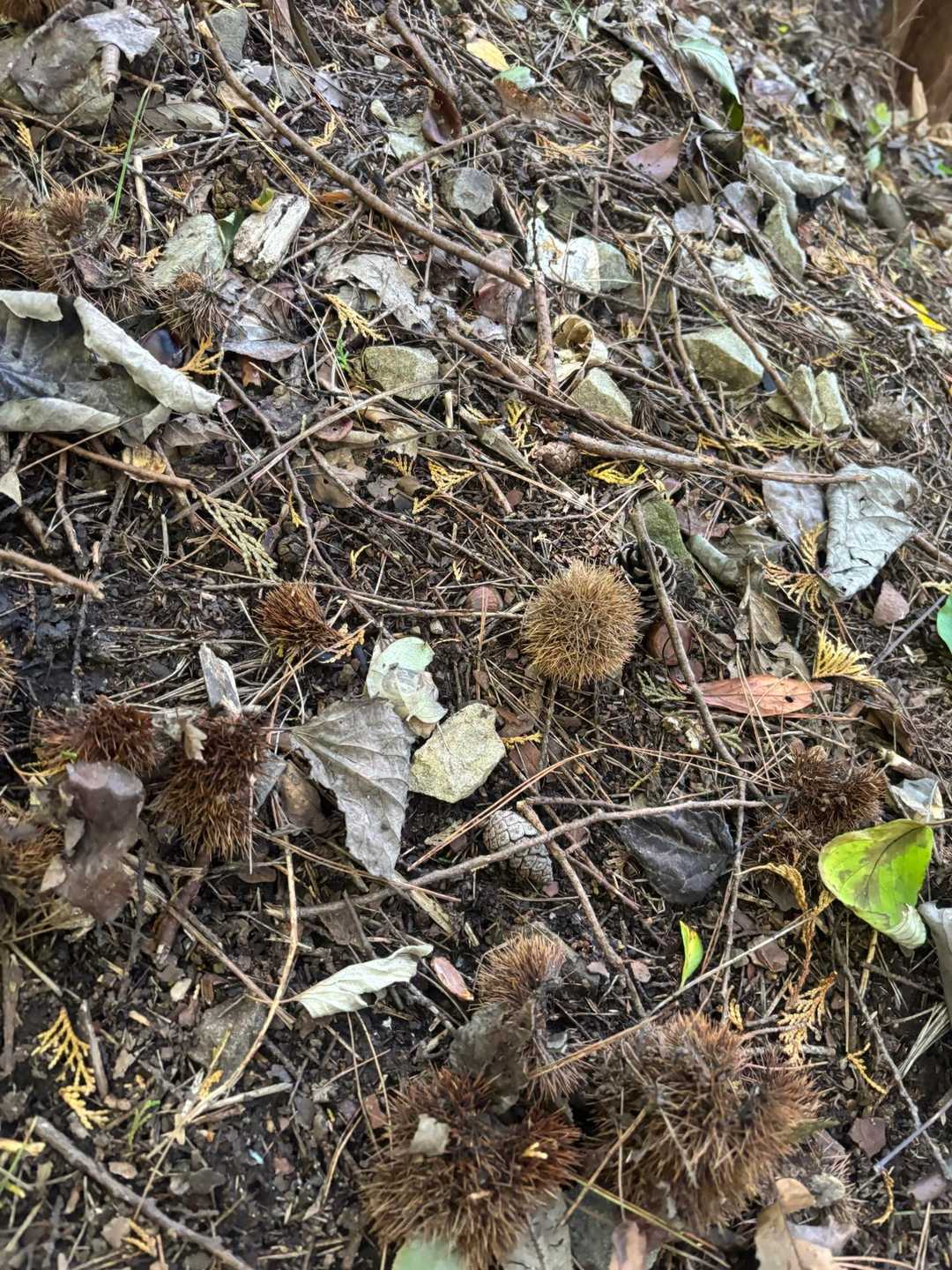 🌰が☺️