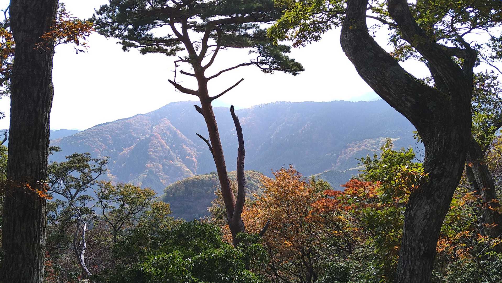 遠見山（鳥取県）の写真