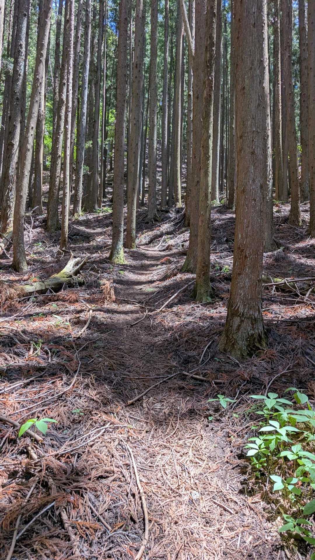 👣