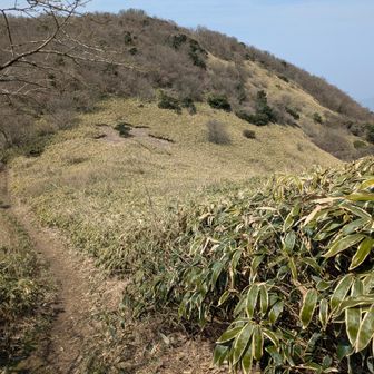 あの見事なクマザサ（スズタケ）の稜線は、単なる偶然ではなく、この地域の生い立ちと気候が絶妙に組み合わさってできたものです。
地理的・地質学的な観点から、その要因を紐解いてみましょう。
1. 地質学的要因：花崗岩の風化と「真砂土」
脊振山地は主に**花崗岩（脊振変成岩類や糸島花崗岩など）**で構成されています。
真砂土（まさど）の形成: 花崗岩は風化すると、さらさらとした砂状の「真砂土」になります。これは水はけが非常に良い反面、養分を保持する力が弱く、乾燥しやすいという特徴があります。
植生の選別: このような痩せた乾燥しやすい土壌では、背の高い広葉樹が大きく育つのが難しくなります。一方で、ササ類は地下茎を張り巡らせることで、不安定な土壌でも効率よく水分や養分を吸収し、地表を独占することができます。
2. 地理的・気候的要因：強風と積雪
雷山や井原山は、北側に玄界灘を臨む「防波堤」のような位置にあります。
冬の季節風: 冬季、大陸からの冷たく強い季節風がダイレクトに稜線に吹きつけます。この強風は樹木の成長を妨げ（風衝地）、背の高い木が育ちにくい環境を作ります。
積雪による「雪圧」: 日本海側気候の影響を受けるため、冬場はそれなりの積雪があります。柔軟なしなりを持つクマザサは、雪の重みに耐えて生き残ることができますが、広葉樹の幼木は折れたり圧死したりするため、結果としてササが優占する景観が維持されます。
3. 地形学的要因：なだらかな準平原の名残
脊振山系の稜線は、隆起する前の平坦な地形の名残（隆起準平原）が見られ、比較的平坦でなだらかな地形が続いています。
日当たりの良さ: 急峻な斜面に比べて日照が遮られないため、光を好むササ類にとって絶好の繁殖条件となります。
ササの独占: 一度ササが地表を覆ってしまうと、他の植物の種子が地面に届かなくなり、さらにササが密集して生えることで他の樹木の侵入を阻む「ササ原」が固定化されます。
まとめ
つまり、**「花崗岩由来の痩せた土壌」という地質的条件に、「玄界灘からの強風と積雪」という厳しい地理的条件が加わり、さらに「なだらかな稜線地形」**がそれを助長した結果、あの特徴的なクマザサの道が形作られたと言えます。
あの稜線を歩くと、足元に広がるササが、実は厳しい自然環境に適応した「勝者」の姿であることが感じられて面白いですよね。