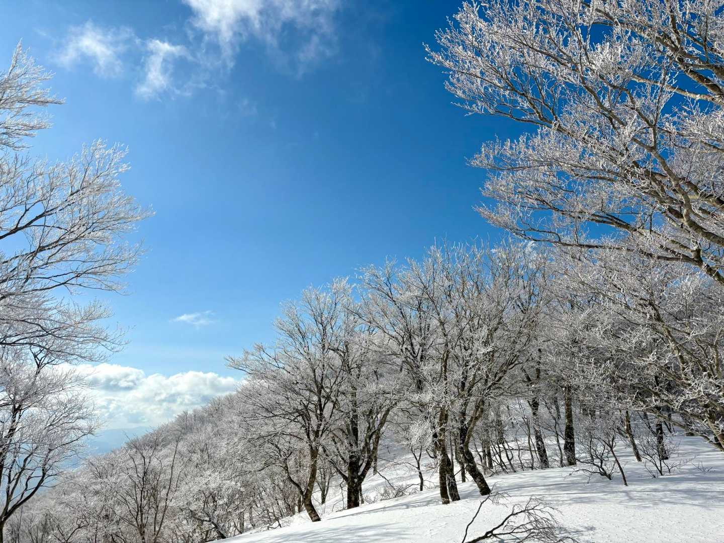 武奈ヶ岳-細川越 往復コースの写真