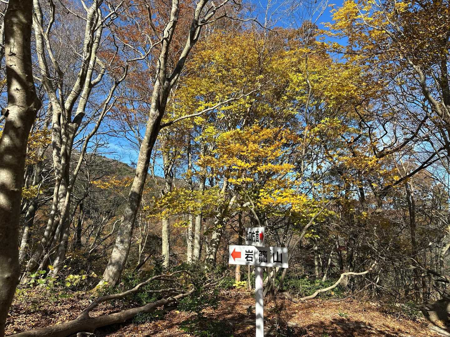 🍁が綺麗です