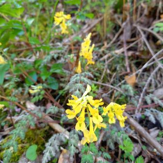 登山口近くのキケマン