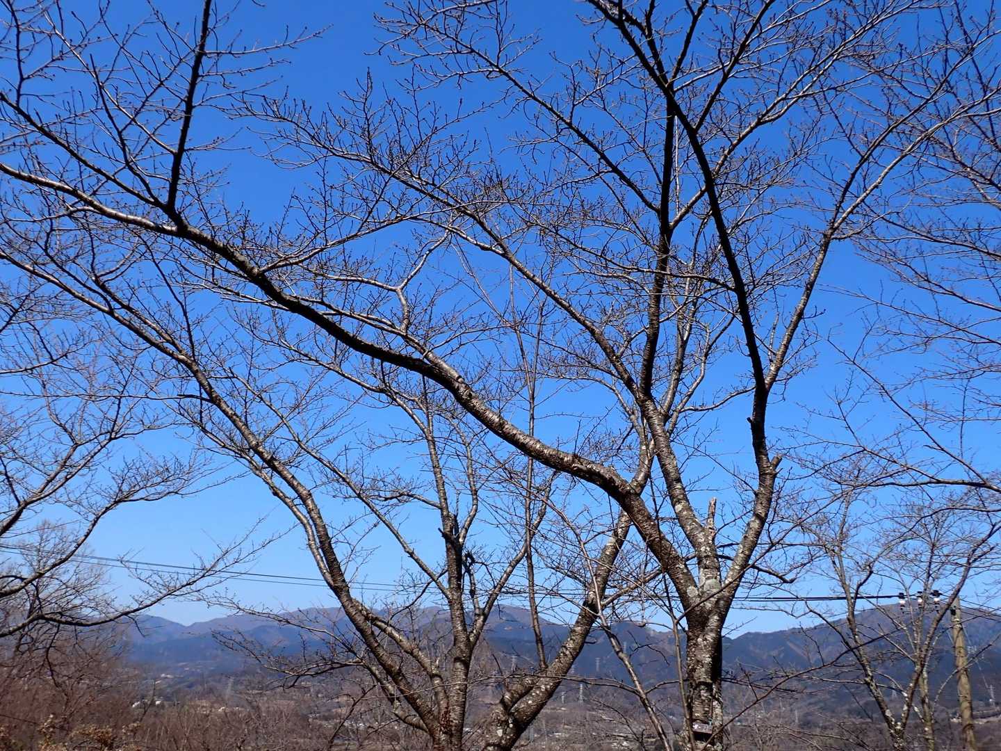 桜はまだまだ