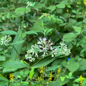 癒されます