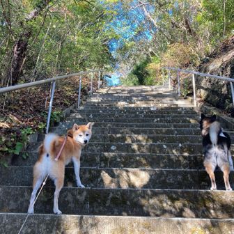 人間も結構しんどいよ。花は余裕だね、さすが