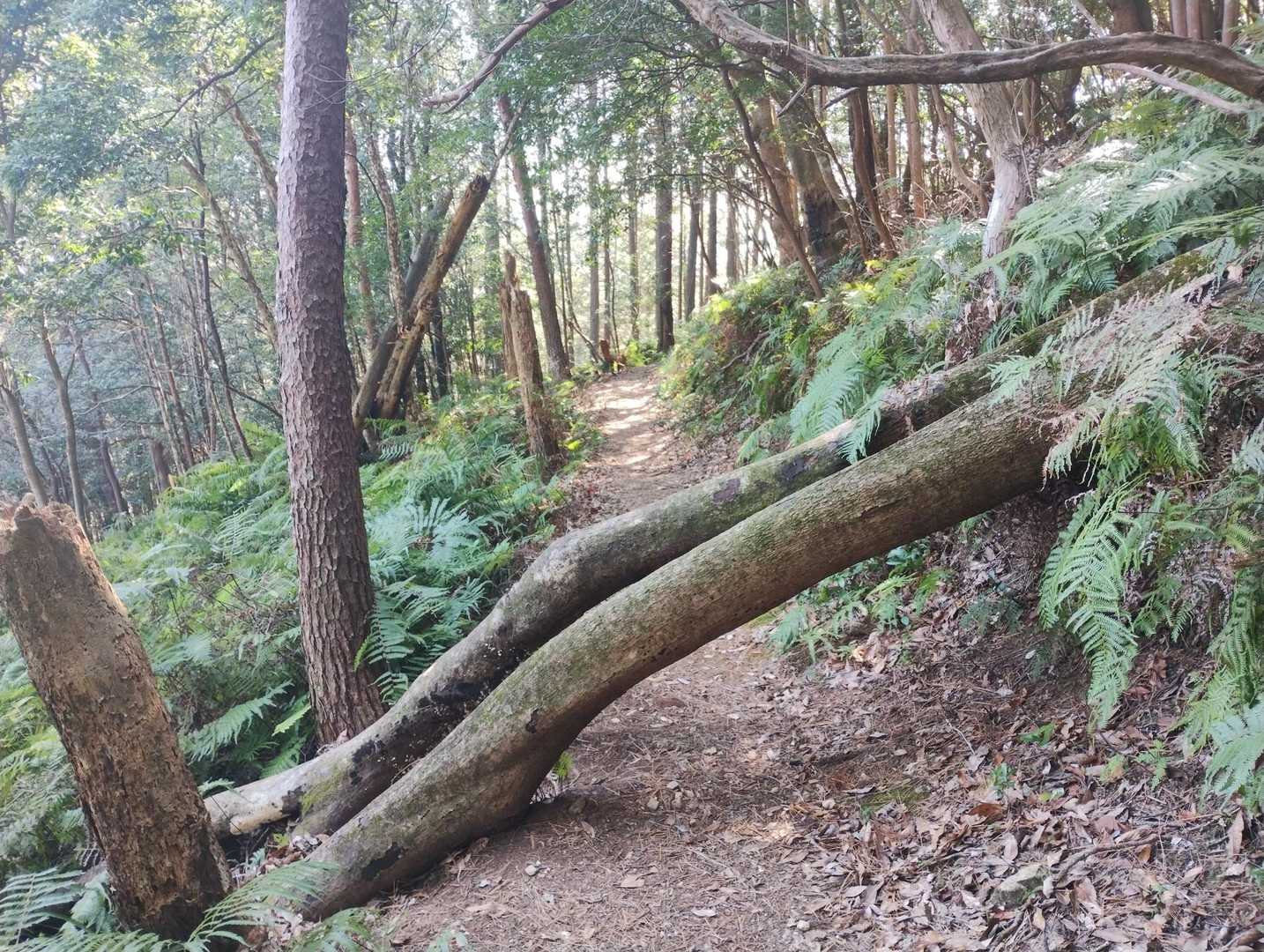 にょきっと通せんぼ