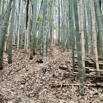 ふくらはぎにくる…