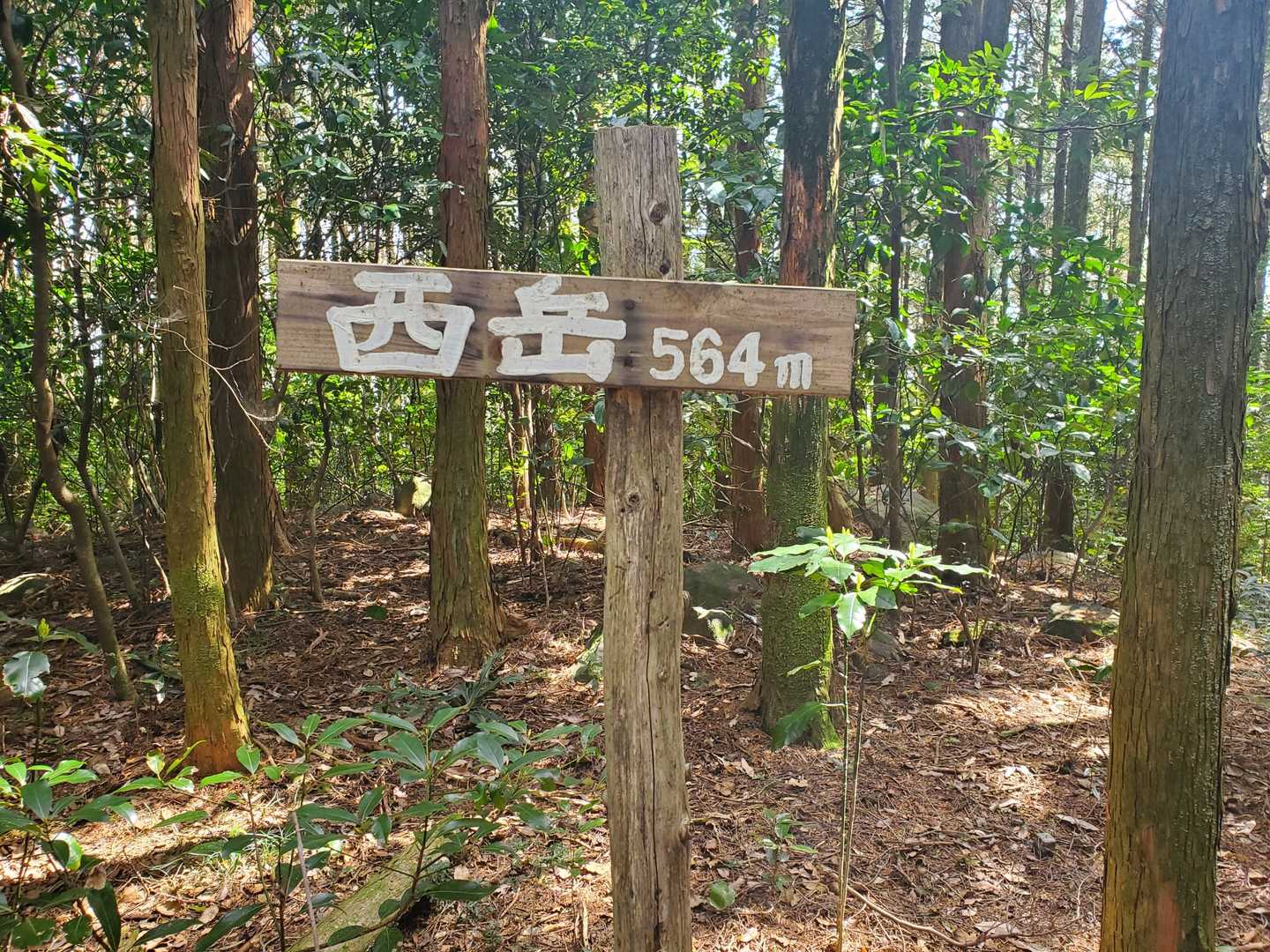 さらっと西岳眺望ナシ...