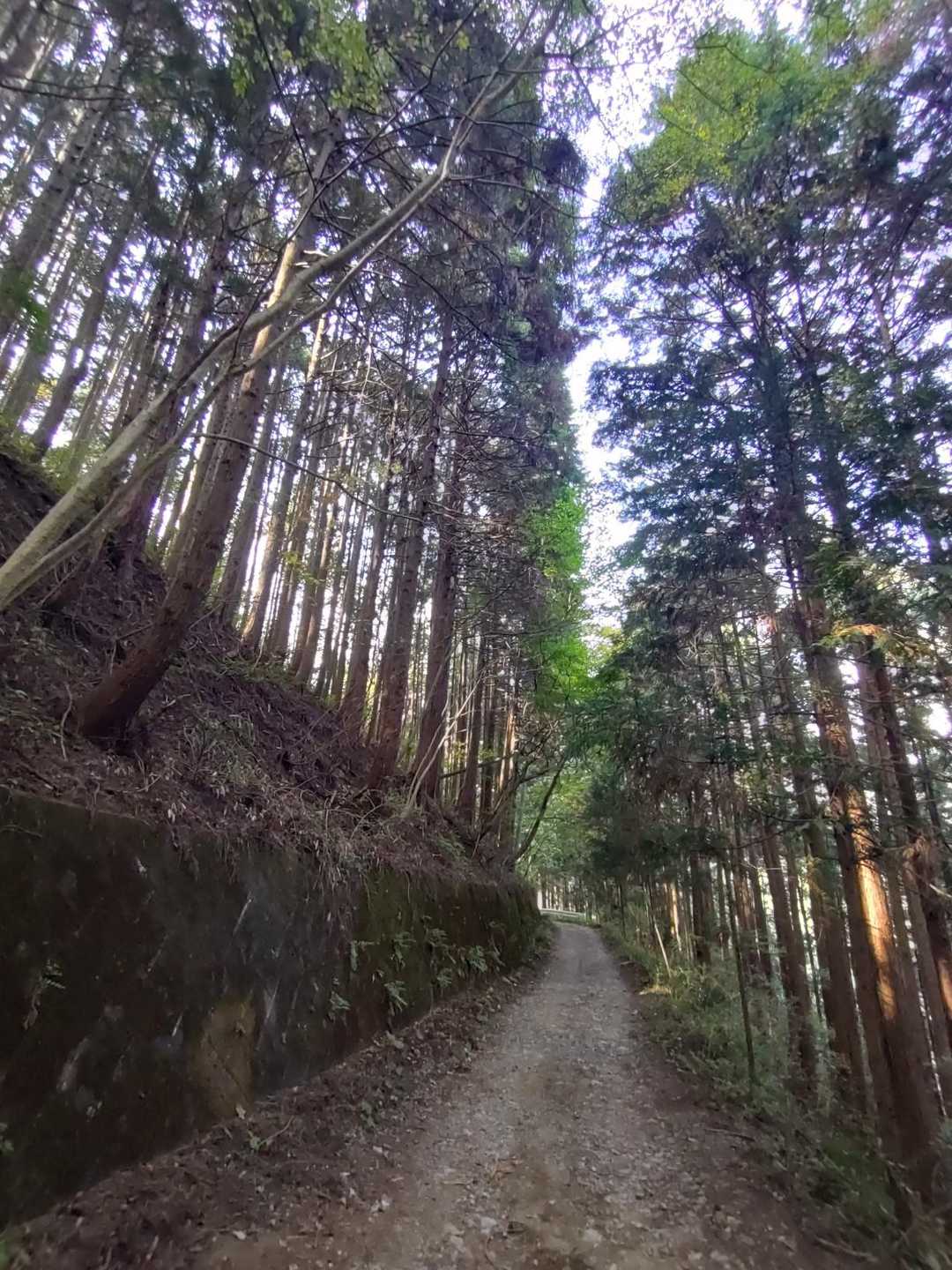 見えたのと同じ様な色が出てくれた。緑が映えてキレイだった。