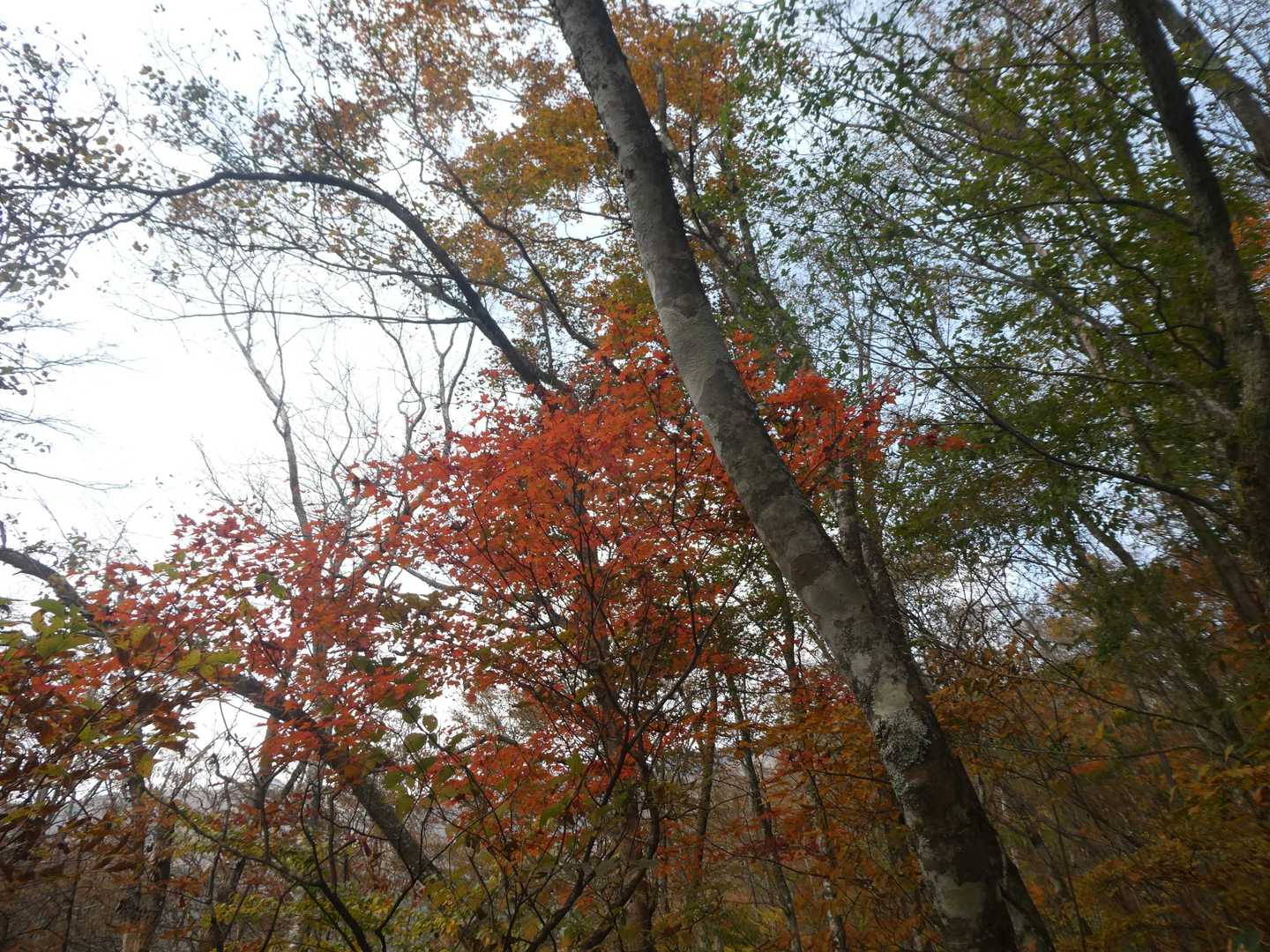紅葉を満喫しました！
