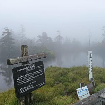 頂上の稚児池湿原です