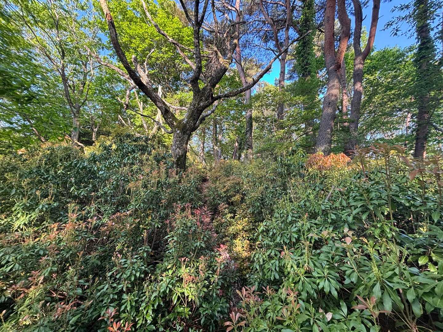 馬酔木がせってる場所
道は見えてる位