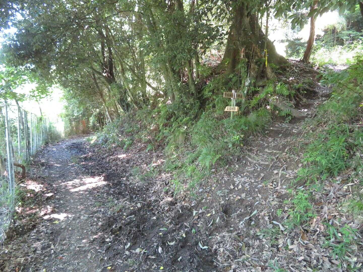 今日は金龍寺跡に行きたいので、写真右上への新しい道はパス。写真左上に続く道を進みます。