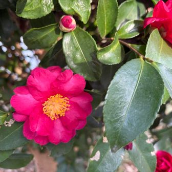 円良田湖駐車場で見つけたヤブツバキ🌸　明るい色🩷に癒される✨