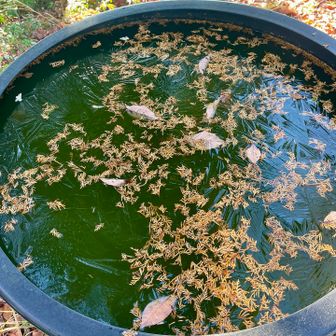 氷が張っていました
そりゃ寒いはずだ…❄️