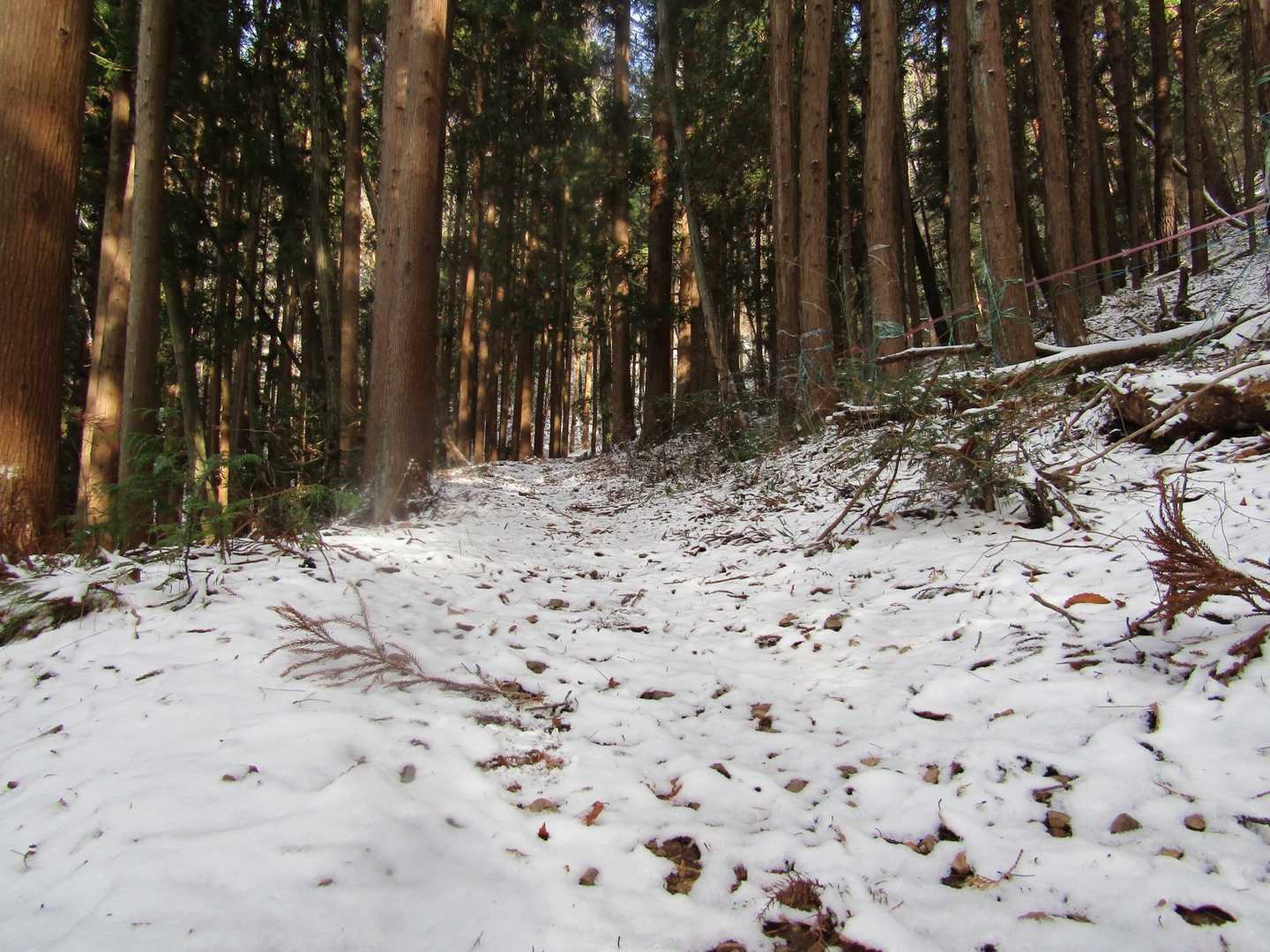 なだらかで静かな登山道を進みます。