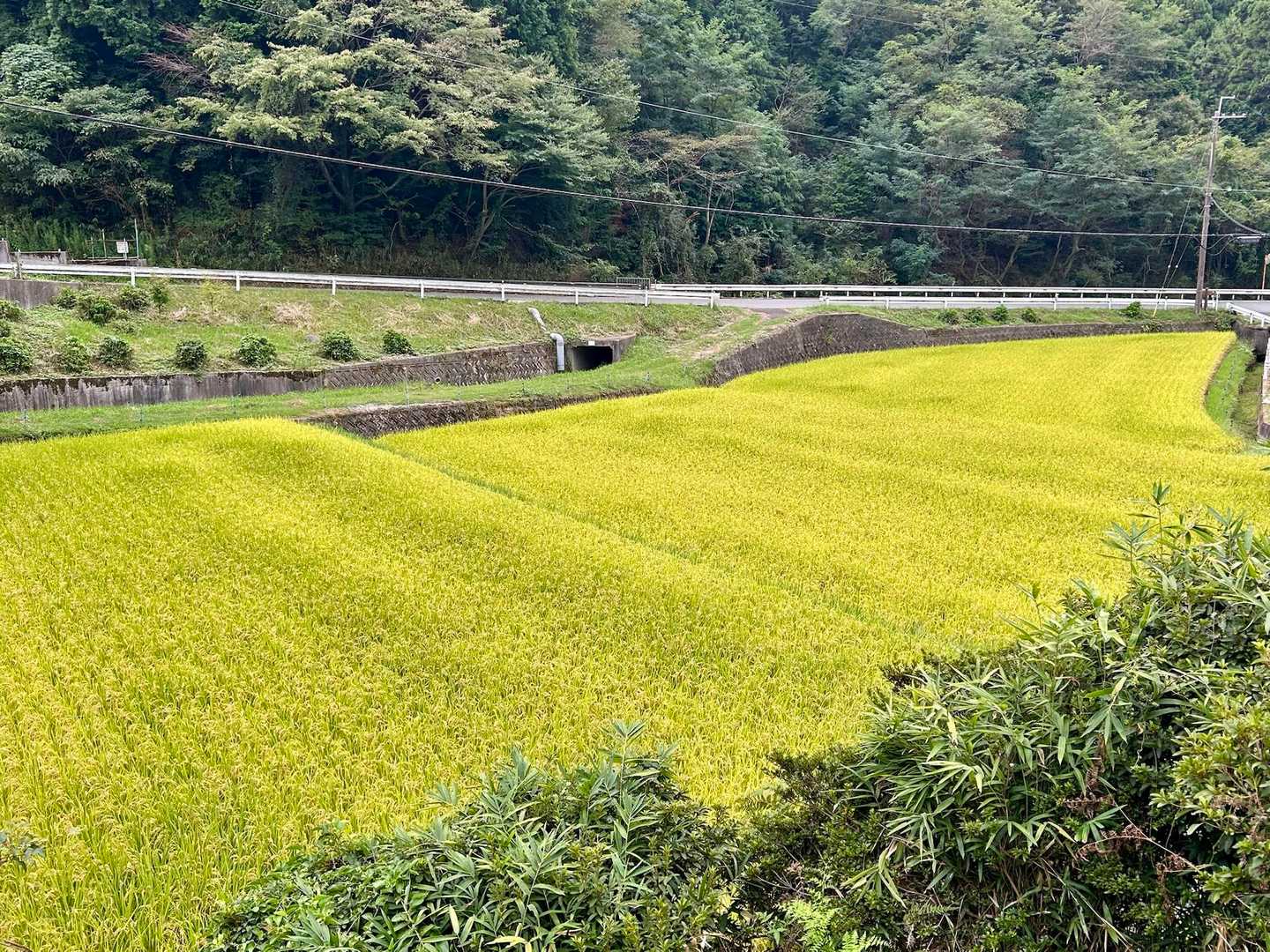 下山。もうすぐ稲刈りですね〜🍙