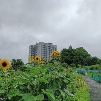 横浜の高尾山に向かう途中の夏の花ひまわり🤩奥に見えるのは東京工業大学と東京医科歯科大学が2024年に統合し、世界トップ級の研究大学として誕生した東京科学大学👍️国家プロジェクトである大学ファンド『日本卓越研究大学』に東北大学に続く2番目の大学として採択され2026年より年間数百億円の研究資金の支給が始まっています🙆‍♂️