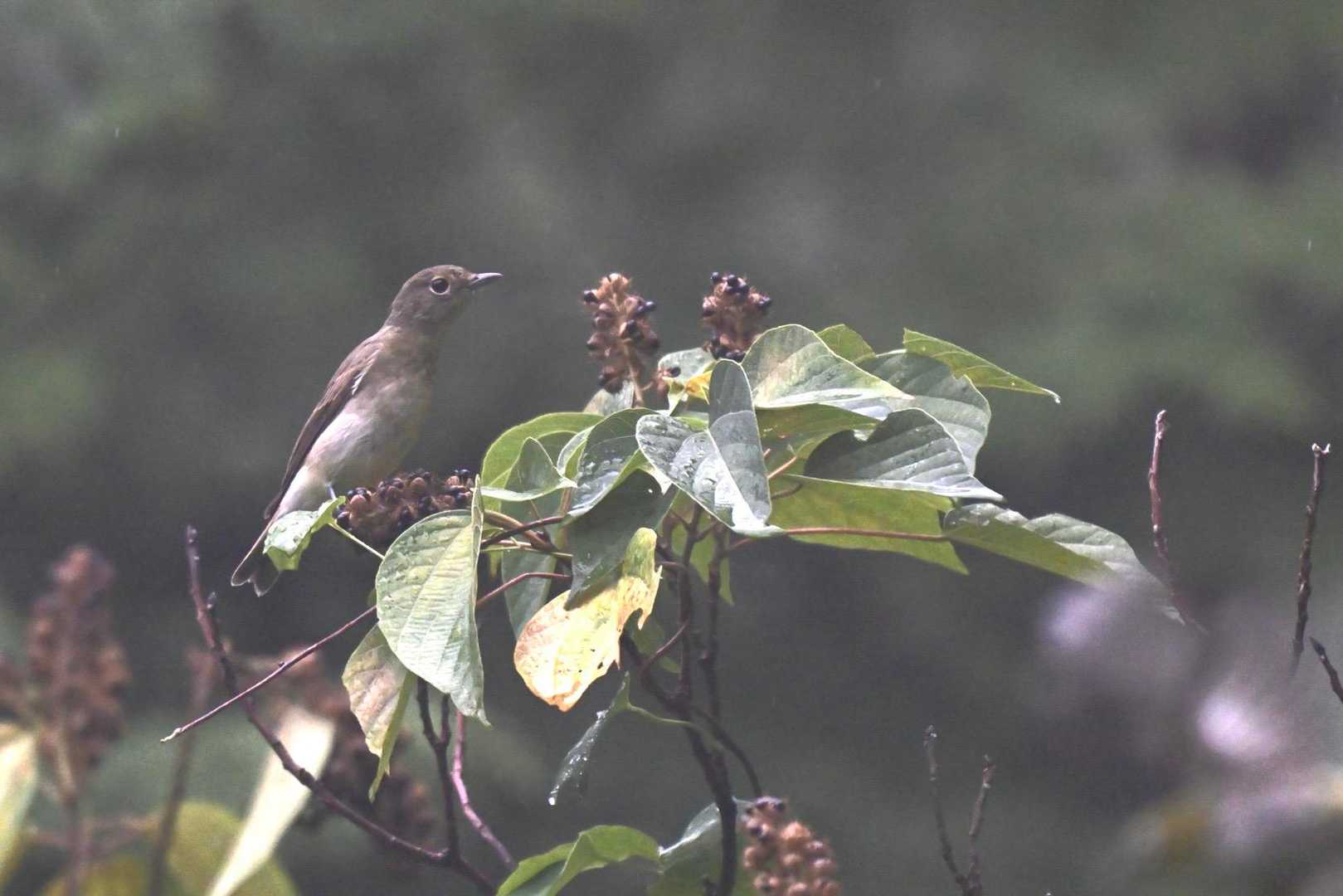 キビタキ♀