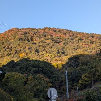 🍁💛🟤綺麗〜