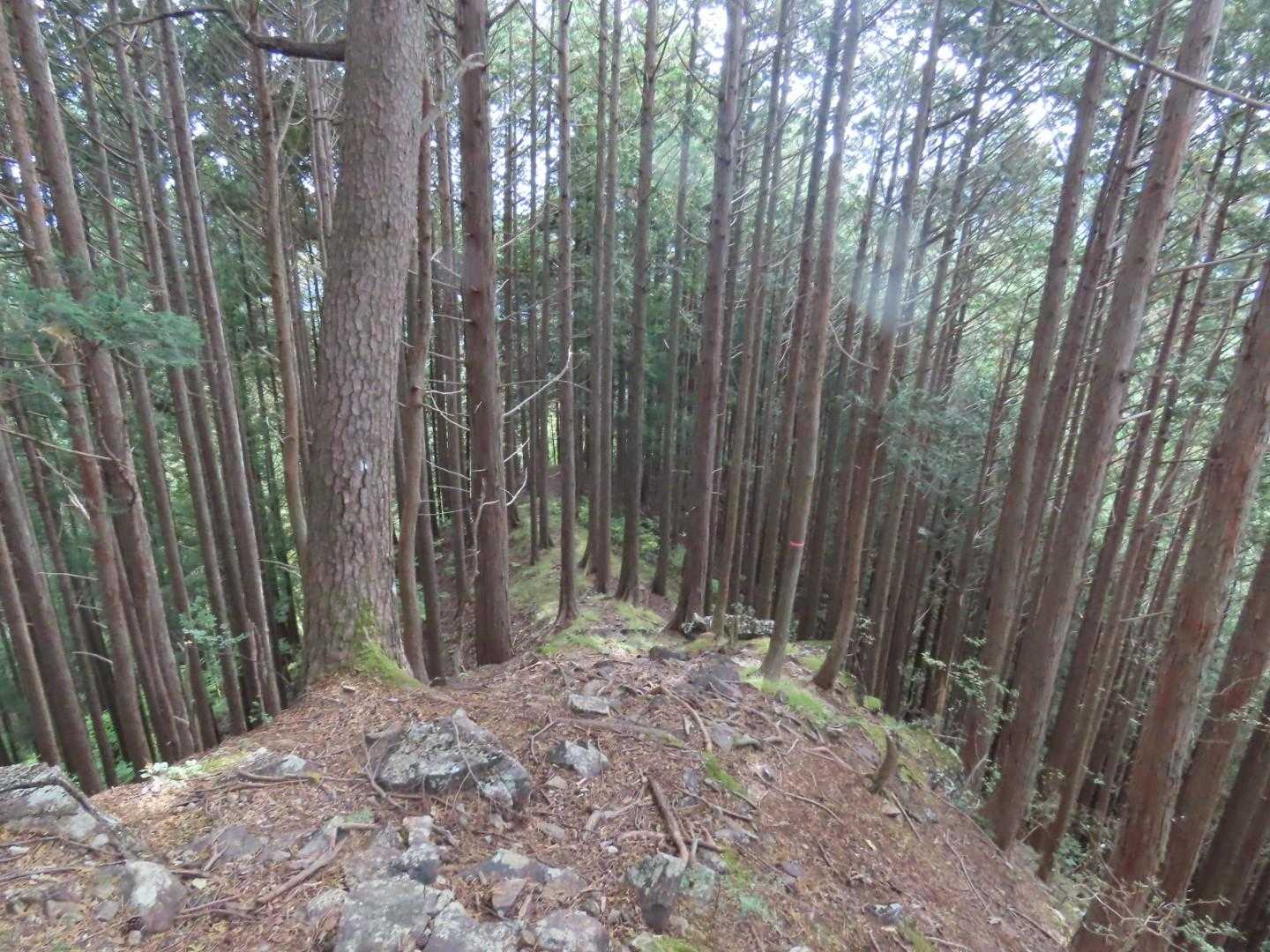 小来川側からの往復の場合は問題ありませんが、鳴虫山から縦走して来た場合は、下山途中で尾根が分かれるところが、何ヵ所かあります。
地図やピンクテープを確認して、歩いて行く事をお勧めします。
