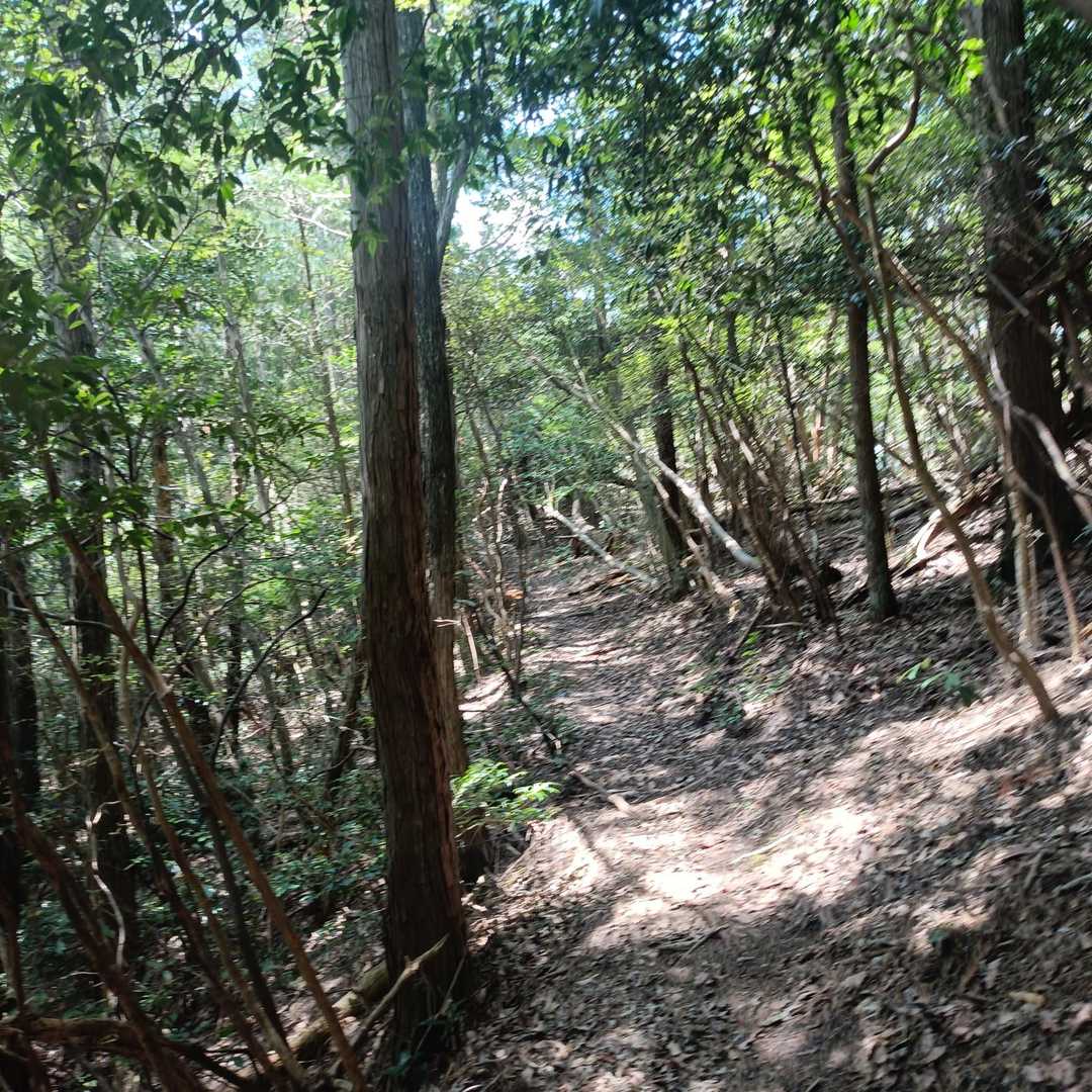 なだらかな尾根道は気持ち良いね😄