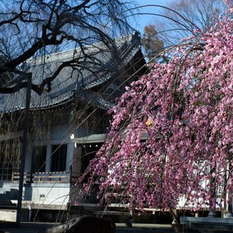 高尾駅からバスで河原宿大橋BS下車、心源院へ

心源院の枝垂れ梅が満開