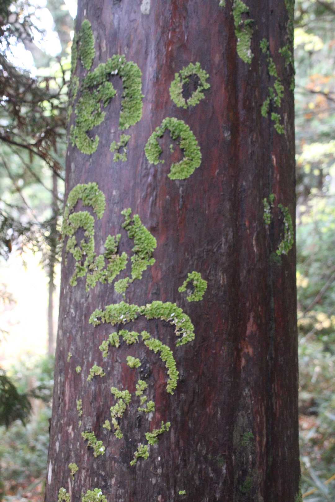 面白い柄