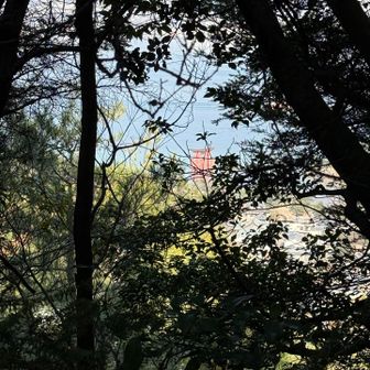 山の参道からも鳥居⛩️がみえる。