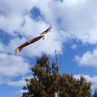 和気には鯉のぼり作りで有名な会社があるとか