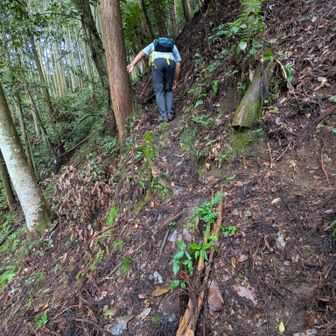片側がキレ落ちていて、なかなか大変な山登り。
道があるようで…なくて…
主人がいなかったら、登れなかったです。
早朝の雨で、滑る滑る。
気を付けて登りました。