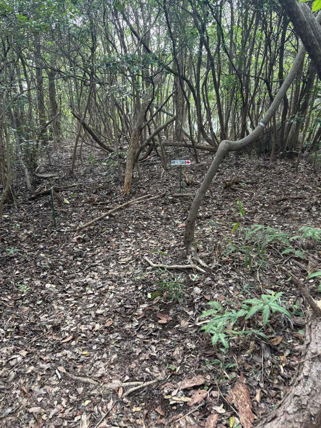 沙美峠-竜王山 往復コースの写真