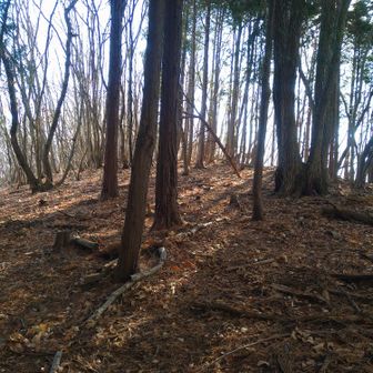 谷戸山へのビクトリーロード♪