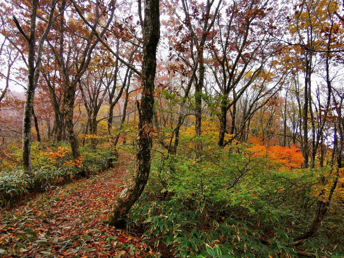 紅葉の道🍁✨