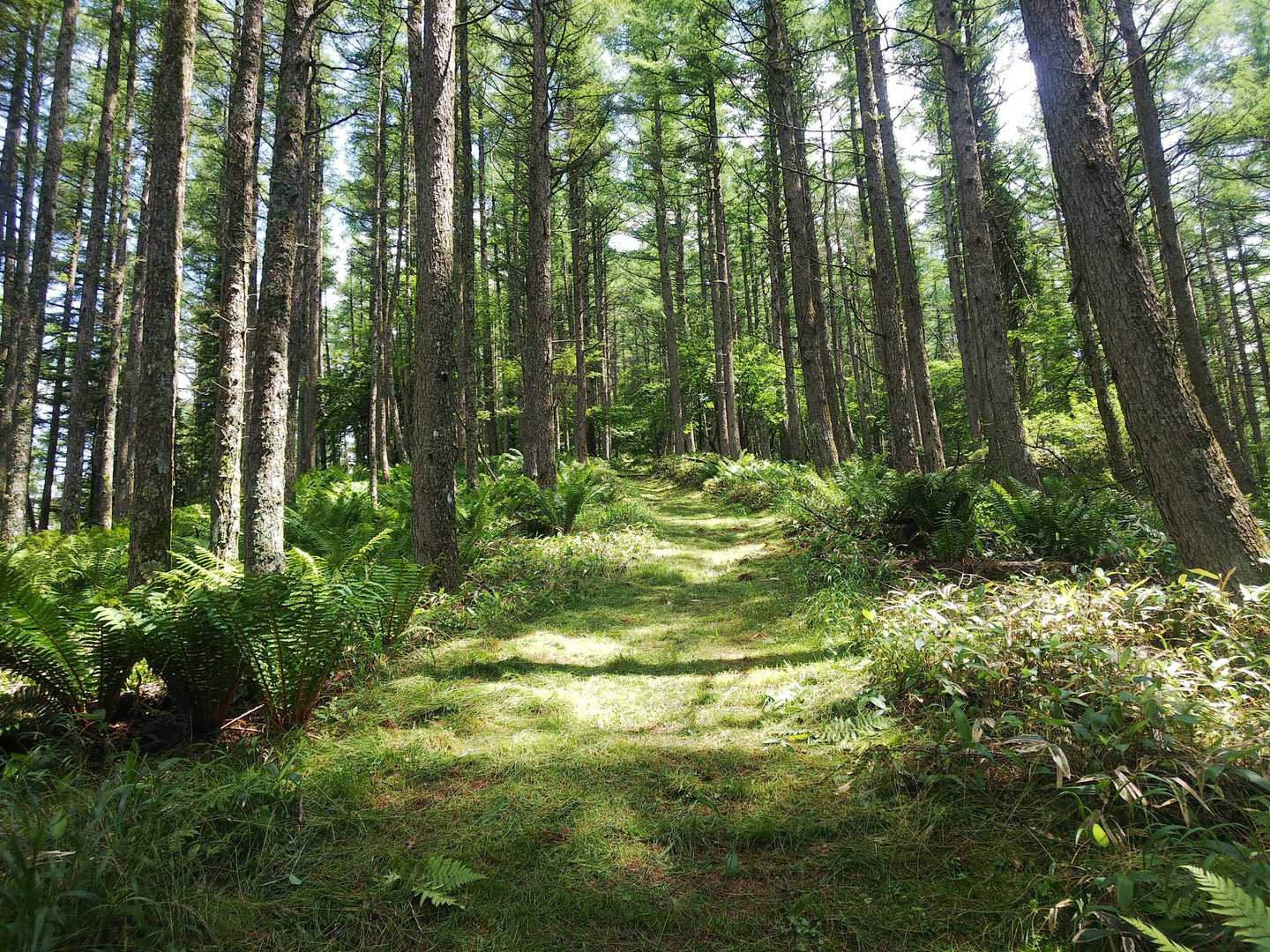 ここ素敵🌲🌿🌲