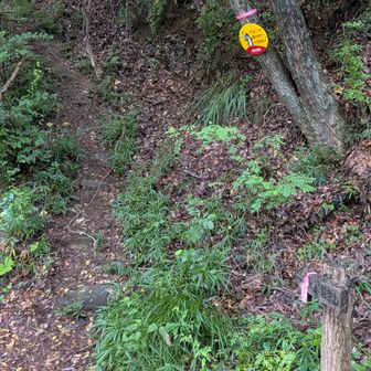 やっと登山口