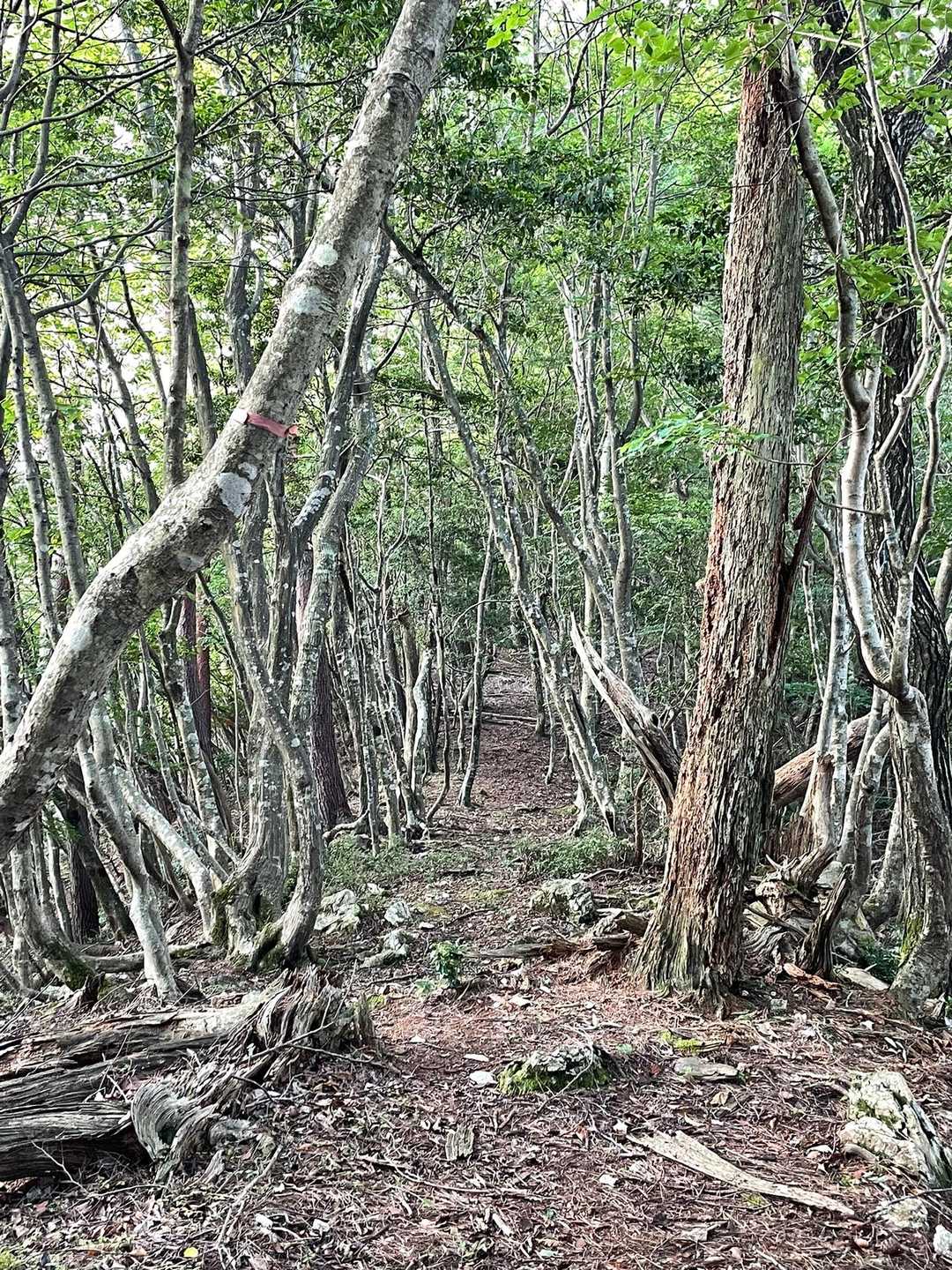 快適な尾根歩きは多分ここだけ？
ほんのしばらく😅