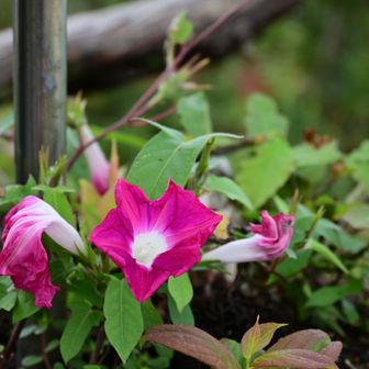 西ノ峰。何の花だ？アサガオっぽい？