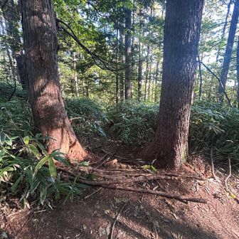ショートカットの入り口
目印？木の枝置いてあり
