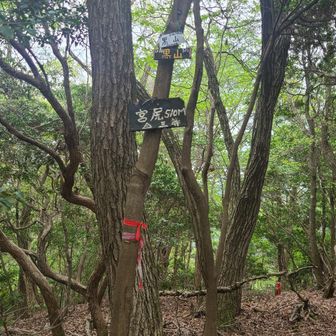 ⛰️近江百山⛰️ 猪背山・黒山 / araiotouの登山データ | YAMAP
