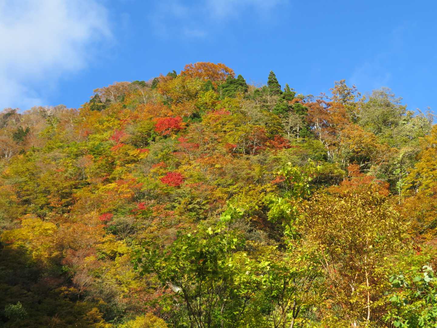 紅葉！
