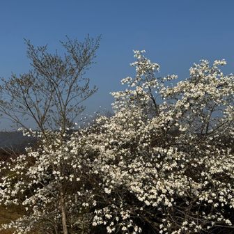 白いデカい花が映えてます！
