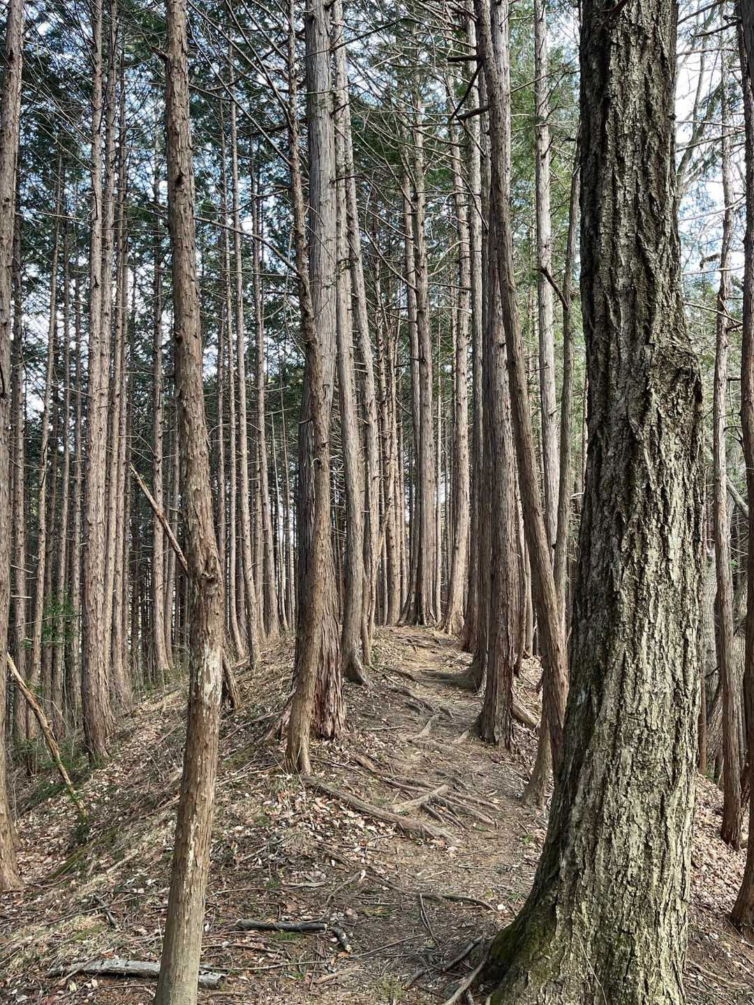 しばらく尾根歩き