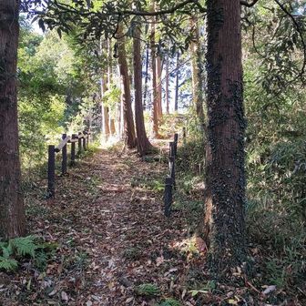 少し登ると分岐に。