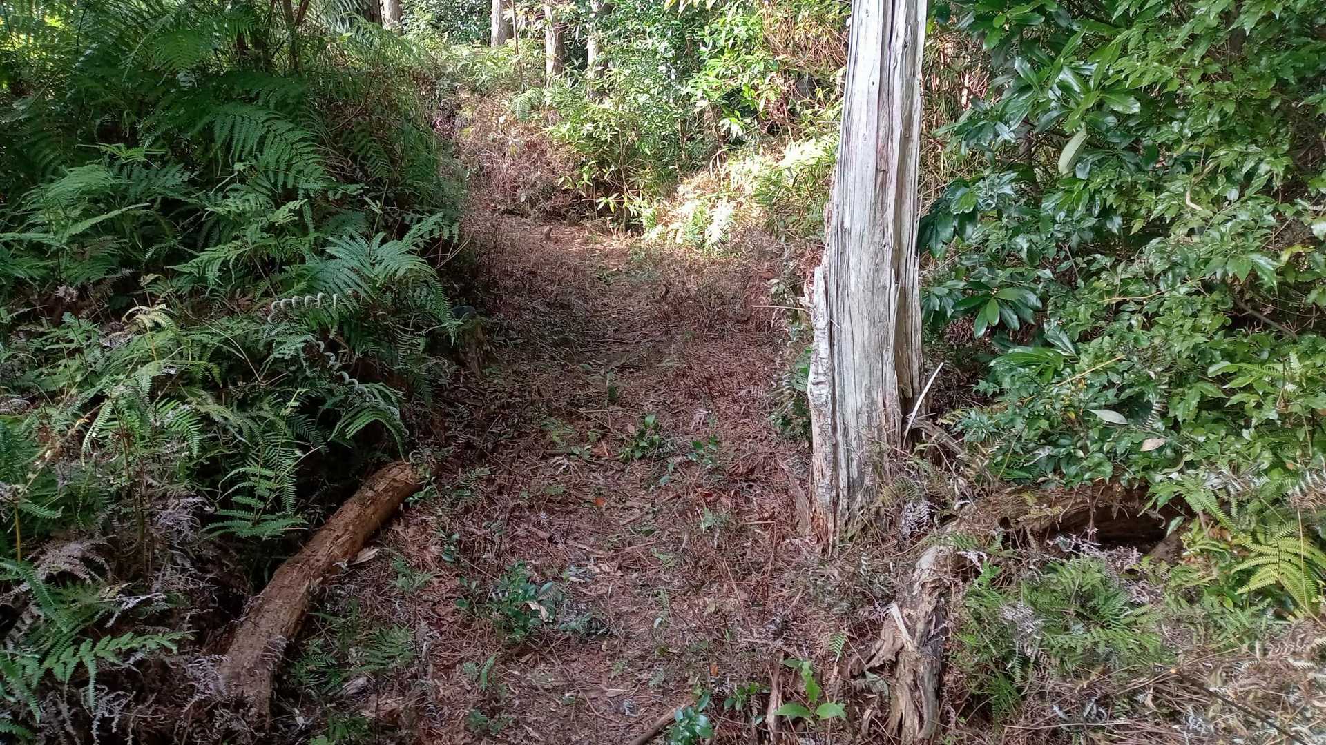 夏は通りたくないだろう道