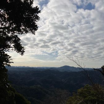 この辺りがスイセンピーク？
分からなかったです😢