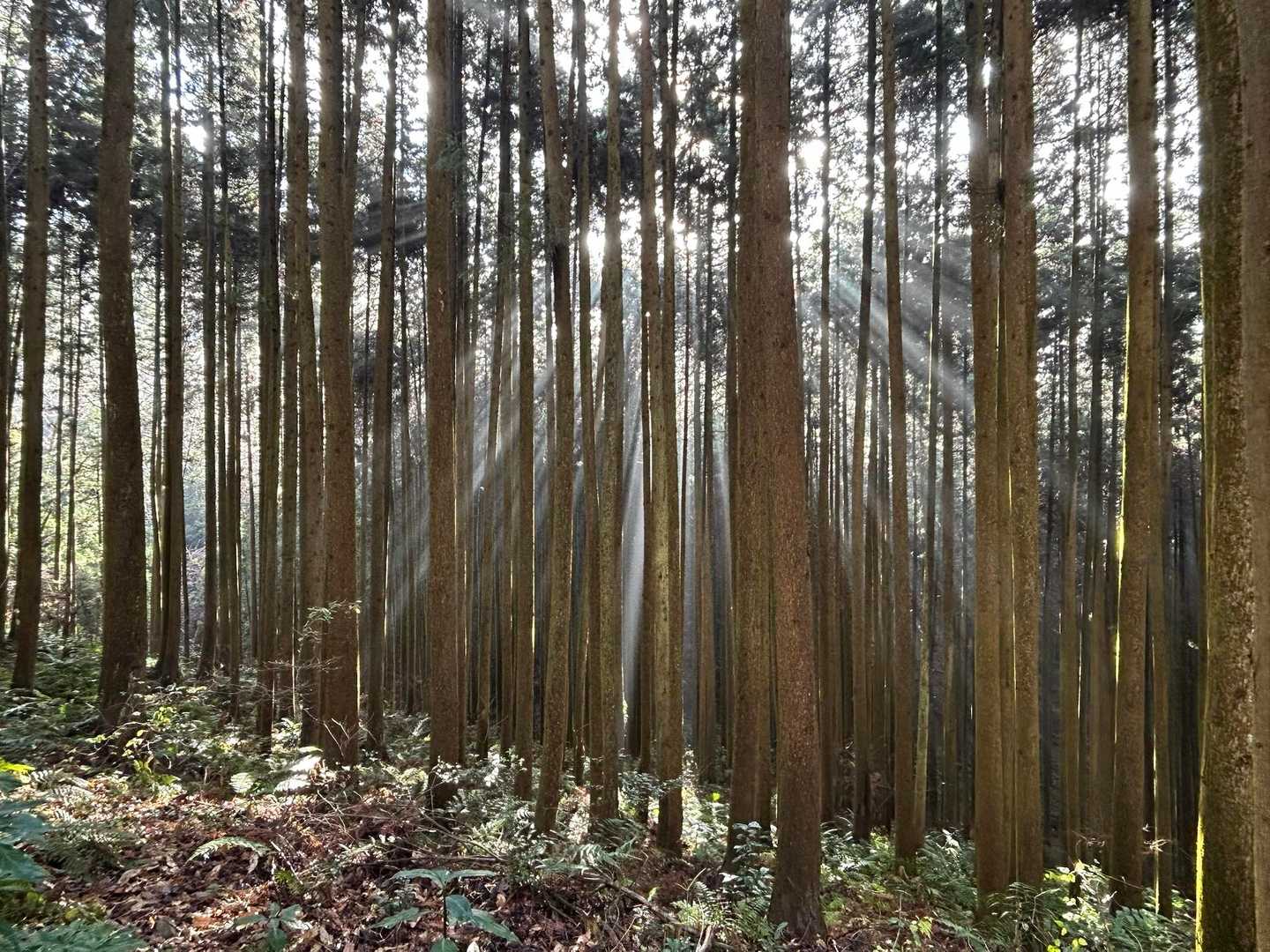 木漏れ日☀️