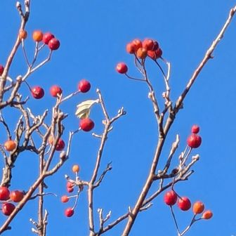 鳥さんのごはんになるのかな🦜