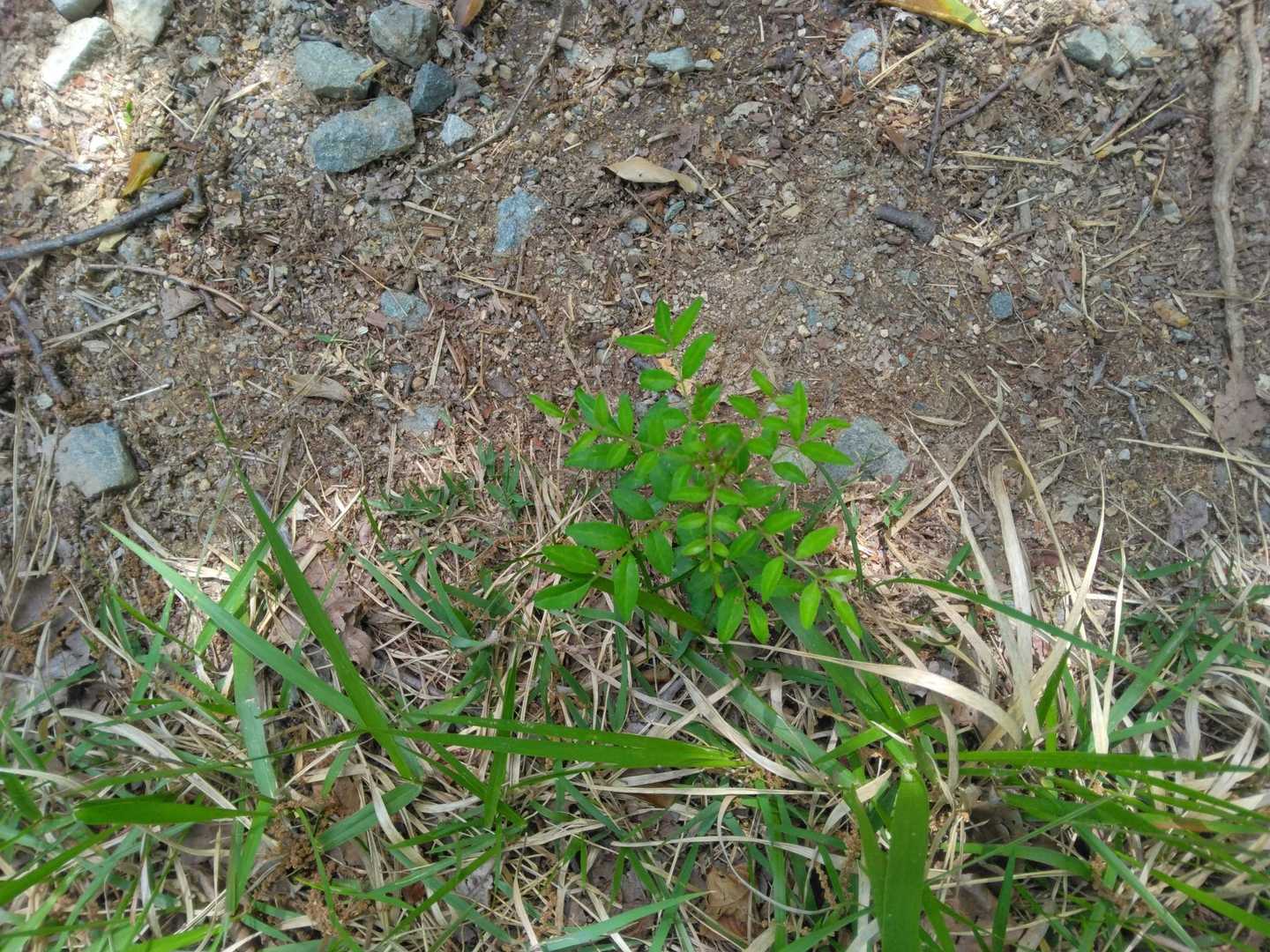 山椒
この山では珍しい